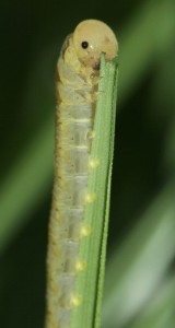 Webworm On Grass