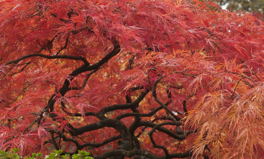 Fall,in,a,japanese,garden