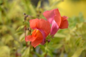 Snapdragon Flowers Latin Name Antirrhinum Majus