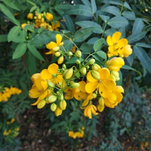 Senna,tora,(cassia,tora,,sickle,senna,or,sickle,wild),is