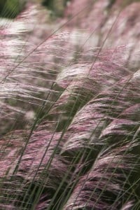 Muhly Grass (muhlenbergia)