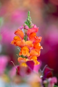 Colorful Snapdragons In Full Bloom In Wilmington, Nc
