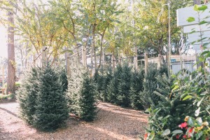 Christmas Trees