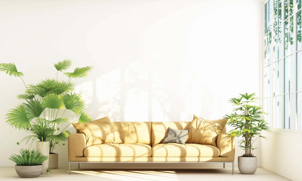 Sofa With Plant Pot In White Room And Window Frame 3d Rendering