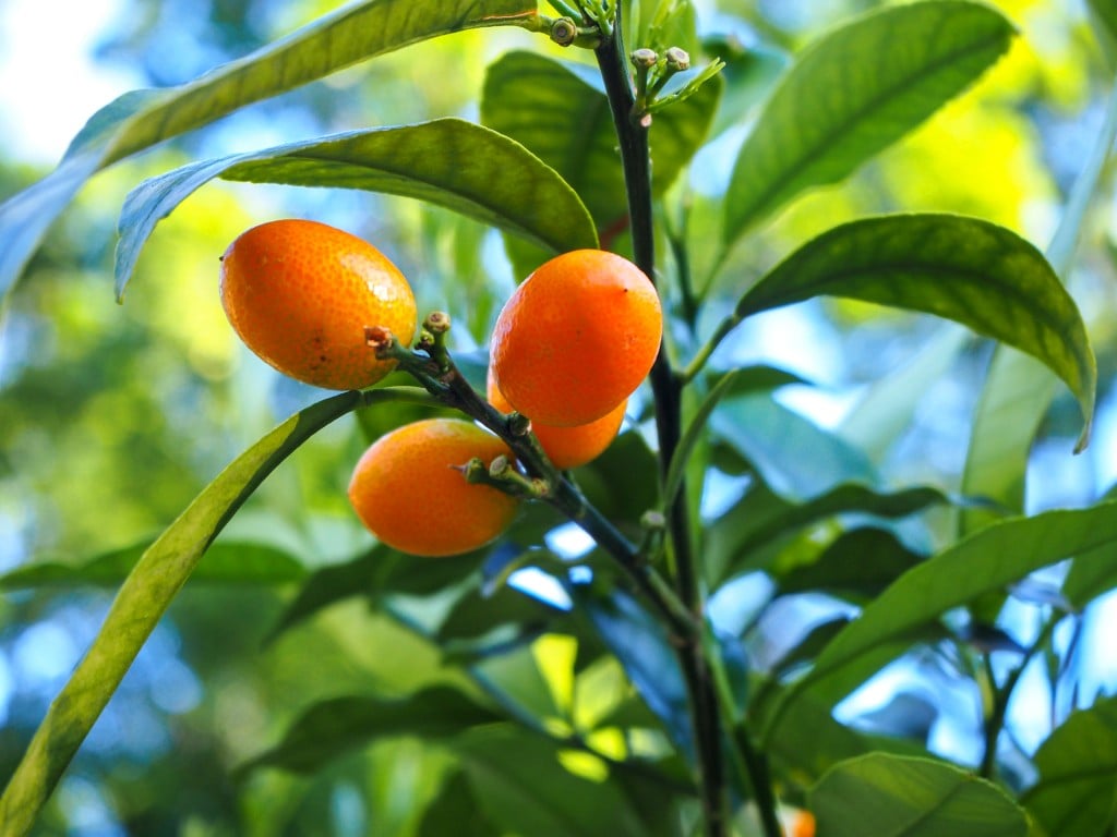 Young Orange Fortunella Fruits On A Green Branch, Also Called Kumquat (literally Meaning "golden Orange" Or "golden Tangerine"), It Is A Fairly Cold Hardy Citrus With Slow Growing Evergreen Shrubs