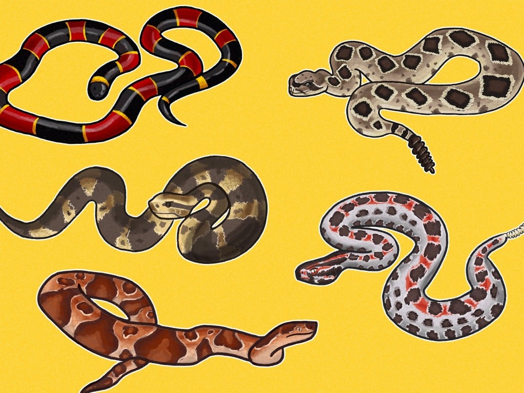 Snake Collage