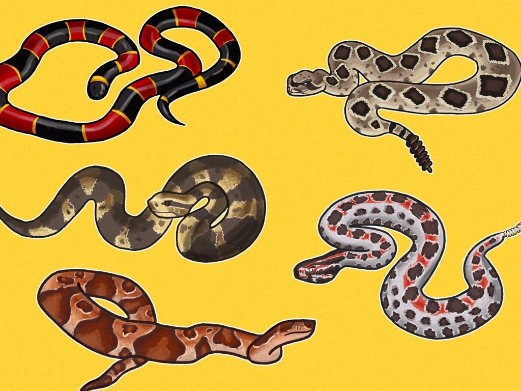 snakes species collage