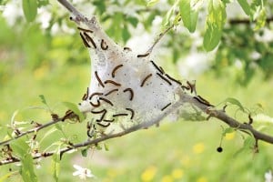 Tent Caterpillar Silk Nest In Crabapple Tree
