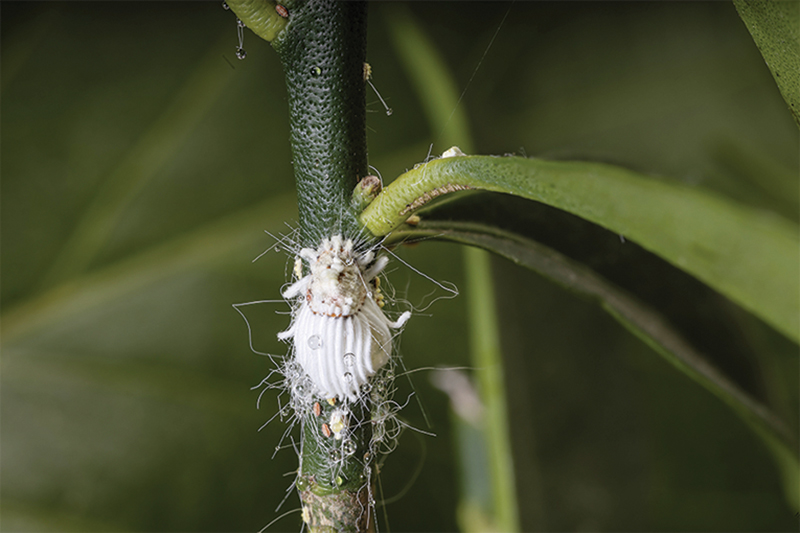 Scale insects  Bugs For Bugs