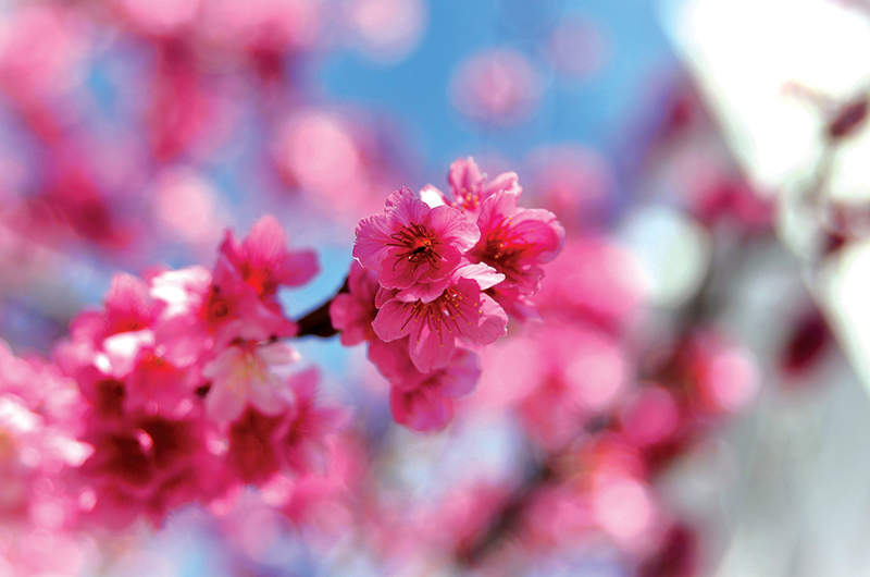 The 2023 National Cherry Blossom Festival - Cloud Nine Magazine