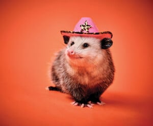 Dolly Parton the possum