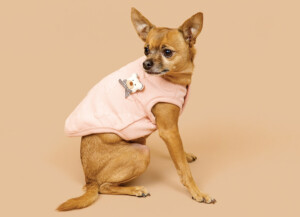 Chihuahua in SirDogwood.com outfit
