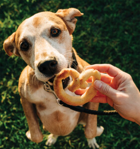 Dog with Apple Pretzel