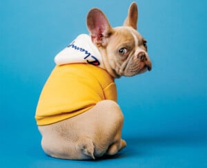 Dog outfit