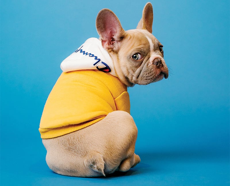 French bulldog outlet clothing for humans