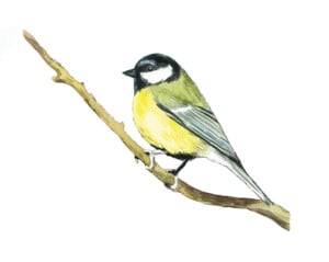 Black-Capped Chickadee