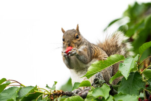 Squirrel