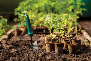 Plant Seedlings