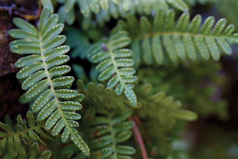 Resurrection Fern