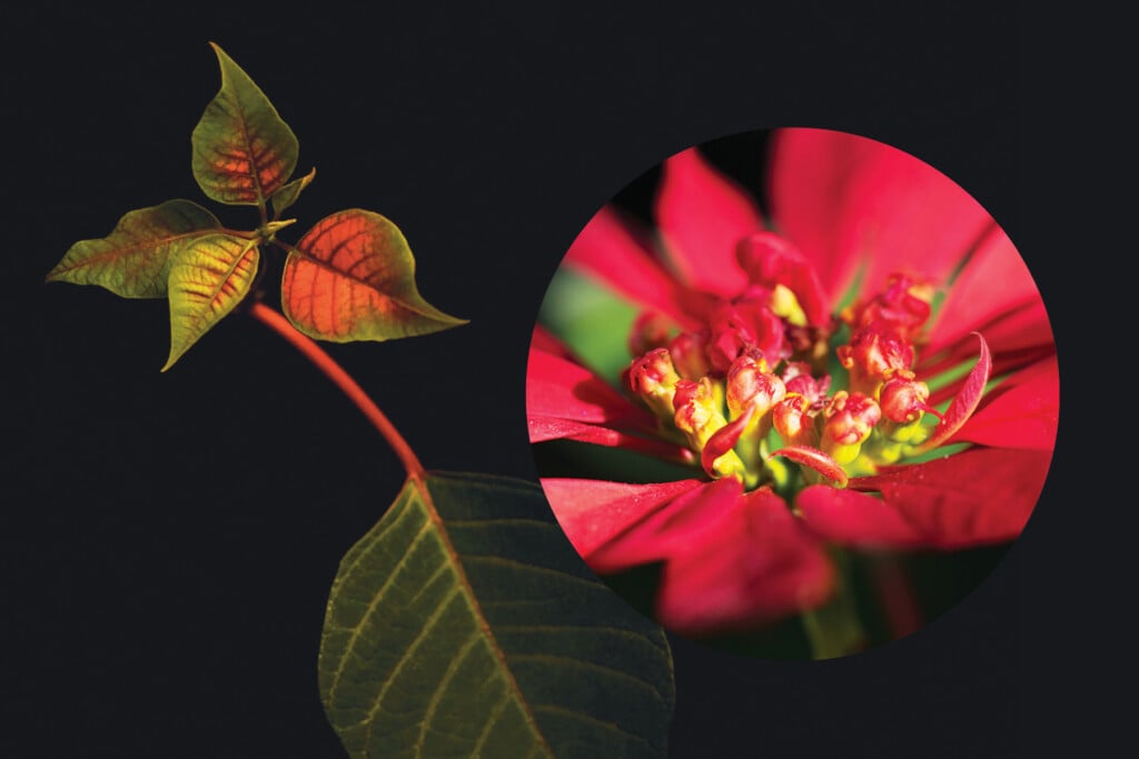 Abode Greenscene Web