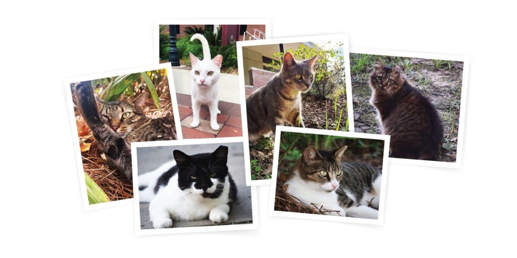 Cats About Town Hero Web