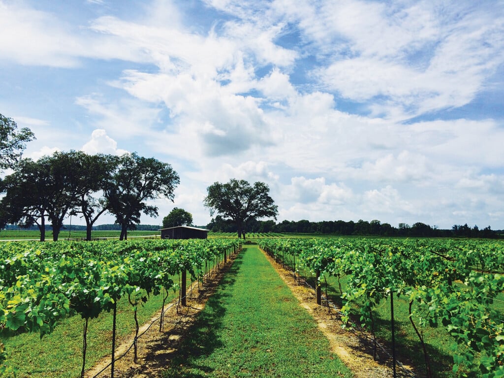 Vineyard Expanse Web