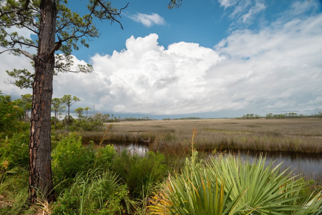 7/24/25 St. Marks Nwr
