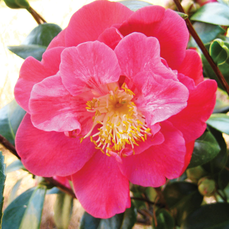 Camellias Provide Color During the Coldest Months - Tallahassee Magazine