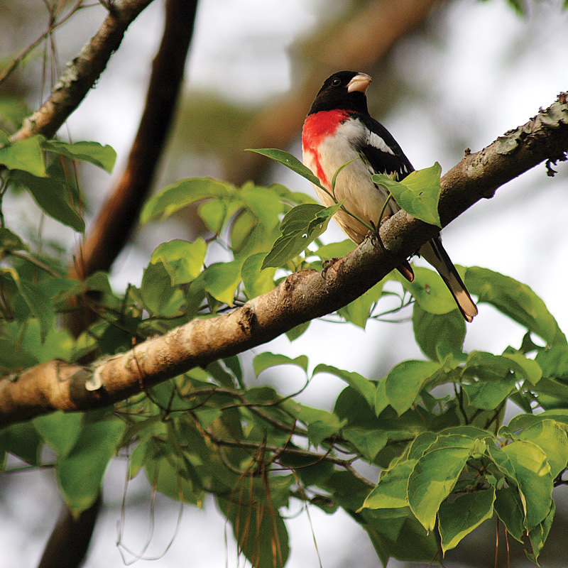 Bird Watch Point, Sangrun