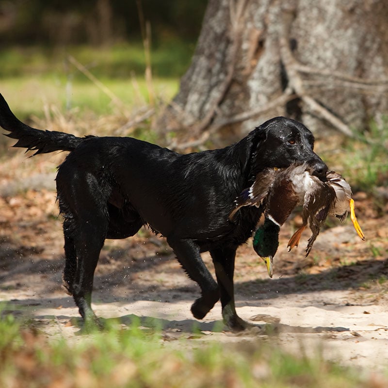 Fetch at the Field