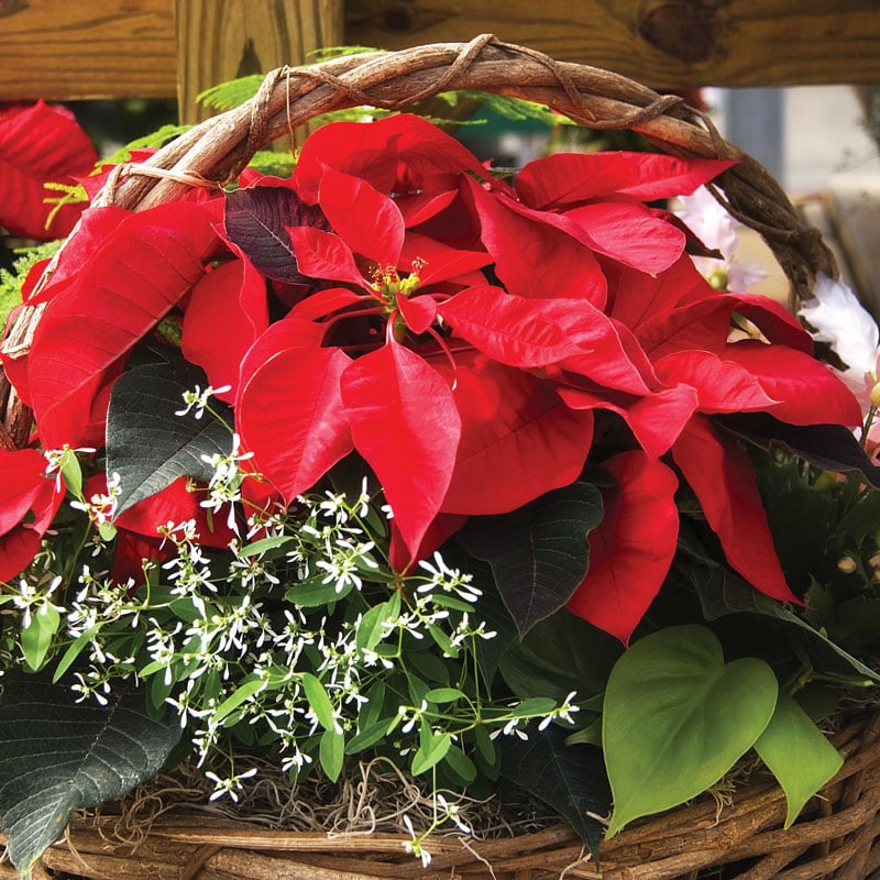 Poinsettia Care  N.C. Cooperative Extension