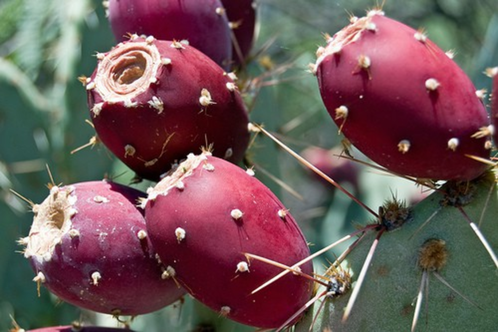 the-new-it-flavor-prickly-pear