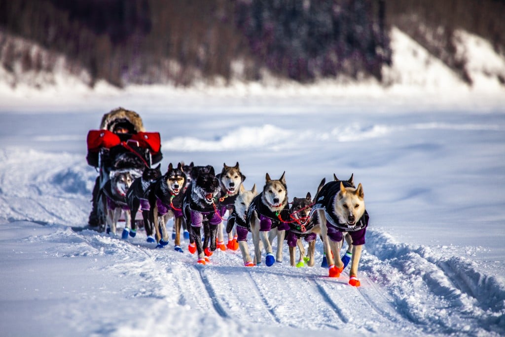 Iditarod, Sled Dogs On The Yukon River
