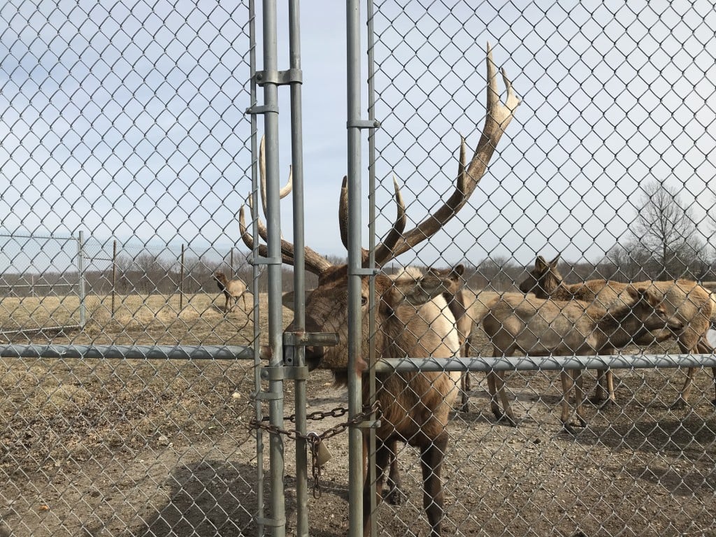 Native Hoofed Animals Elk Ak