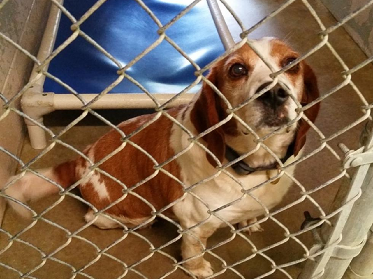 kc shelter pets Archives The Pitch