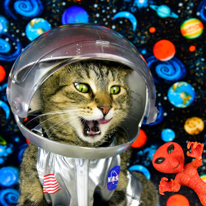 A Cat's Tale Astronaut