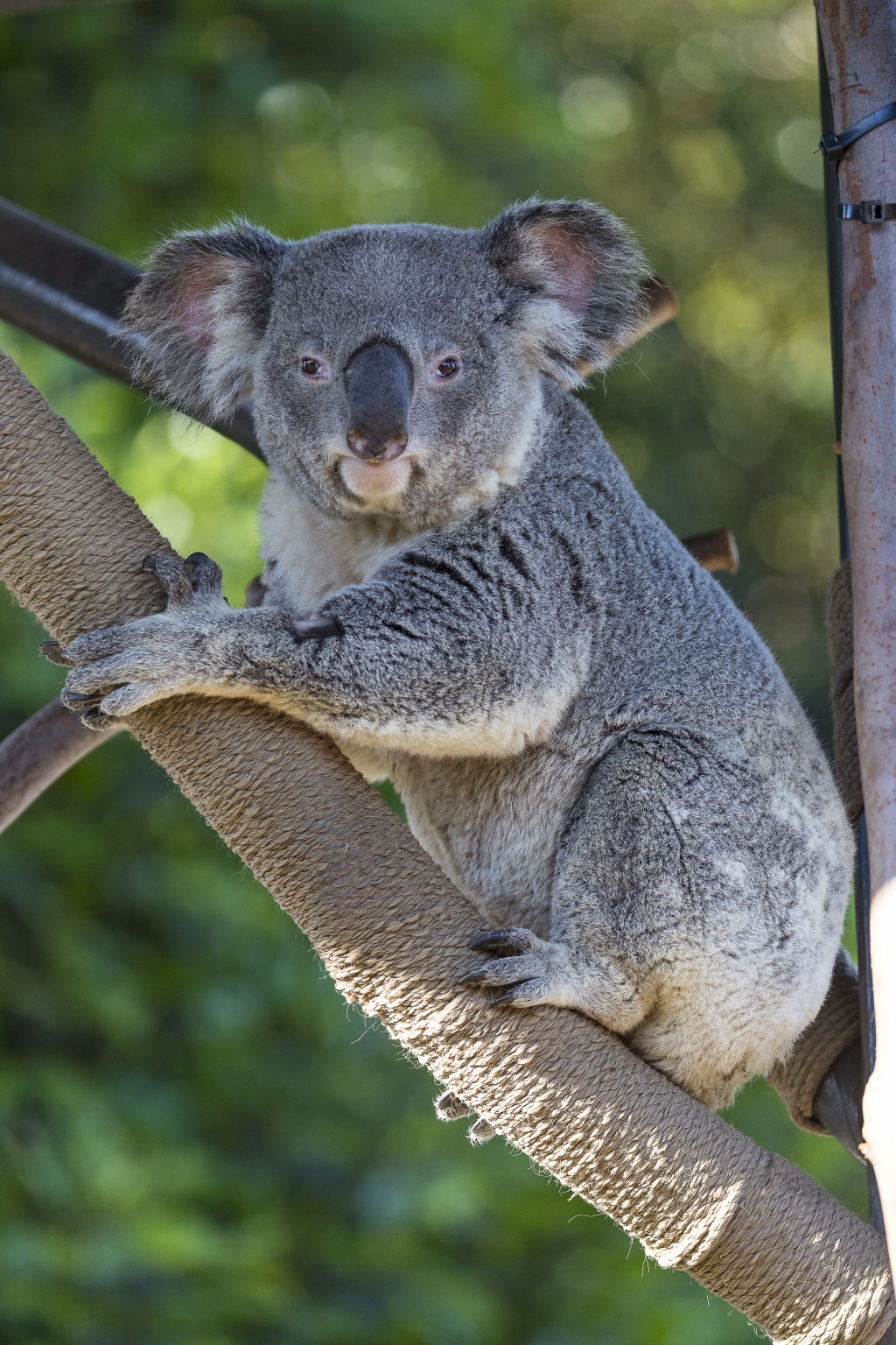 Chuckels and Thackory; KC Zoo's newest koala transplants