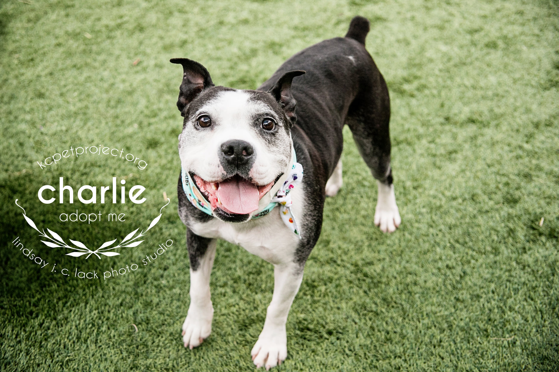 Creature Feature Charlie wants to steal your heart, and your attention