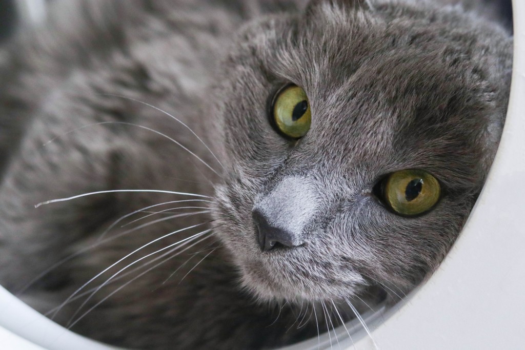 Tobi