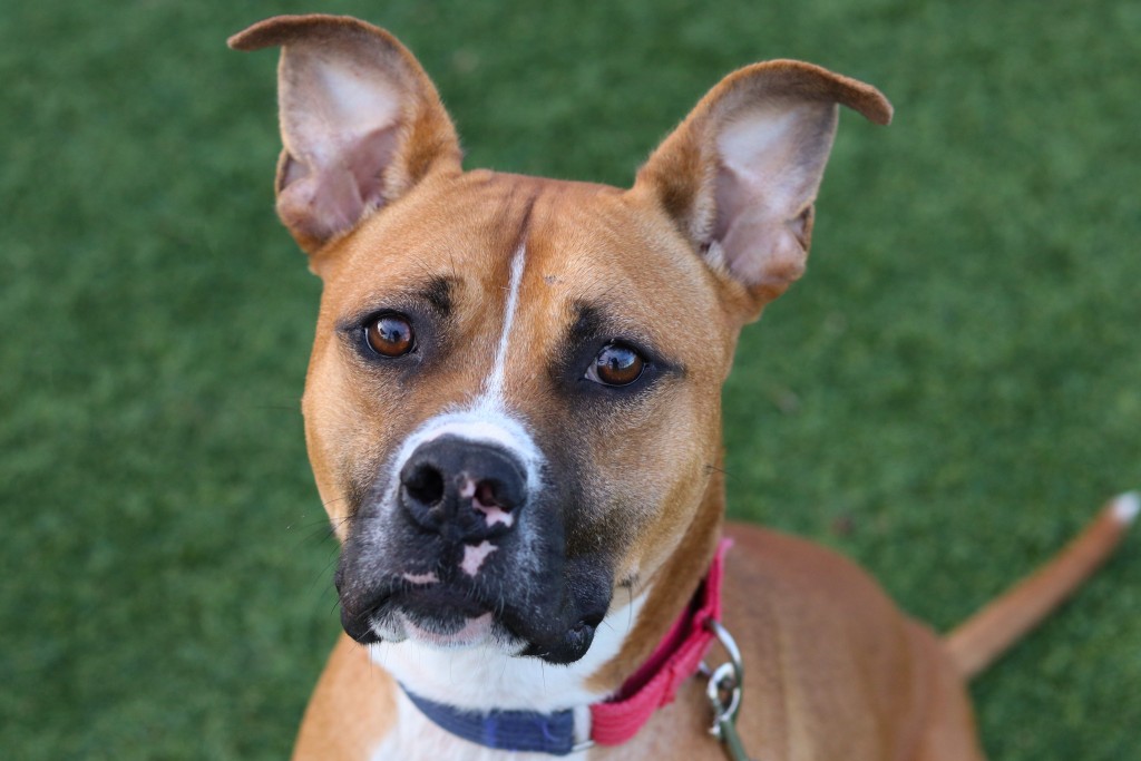 Fisher, a 2-year-old pit bull with brown fur, stands with a happy expression and a red collar.