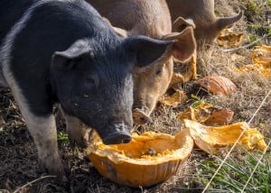 Smashing Pumpkins 0884