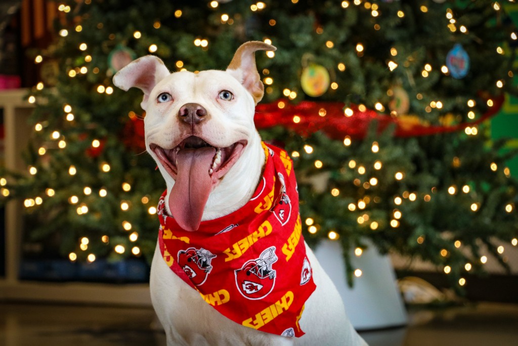 Sugar Cookie, a 2-year-old pit bull smiles with her tongue out in front of a lit Christmas tree. She is wearing a bandana with the KC Chiefs logo