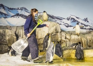 Kc Zoo Penguin March 01 09 22 6641