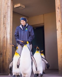 Kc Zoo Penguin March 01 09 22 6483