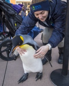 Kc Zoo Penguin March 01 09 22 6549