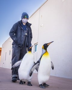 Kc Zoo Penguin March 01 09 22 6584