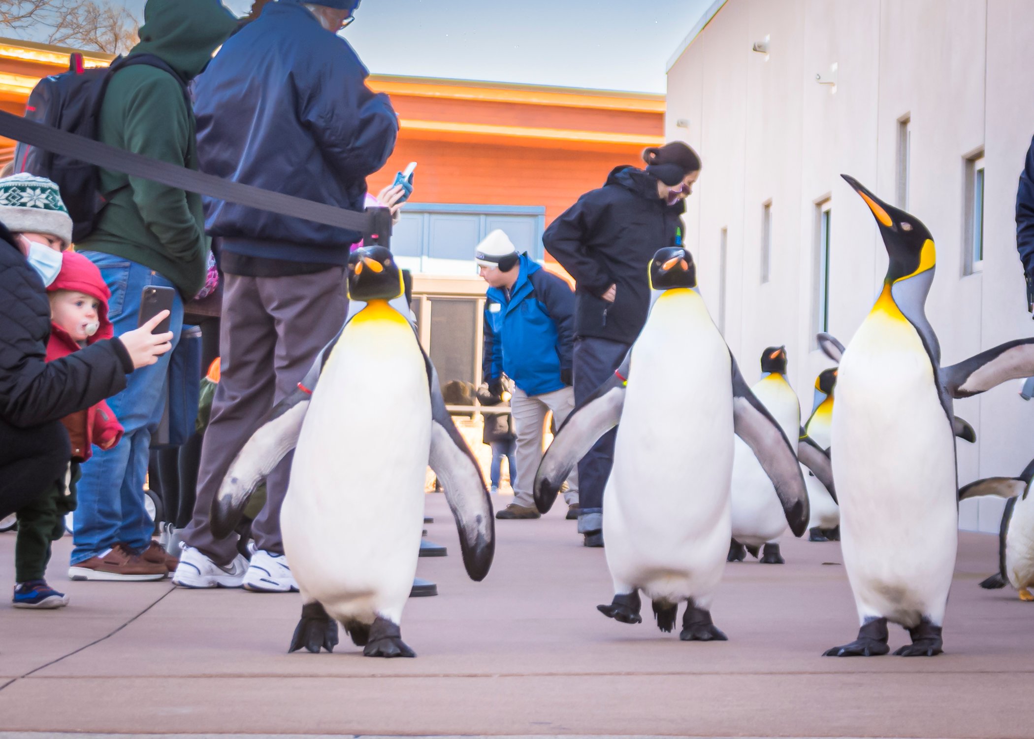 Kansas City Zoo features Penguin March through February