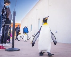 Kc Zoo Penguin March 01 09 22 6569