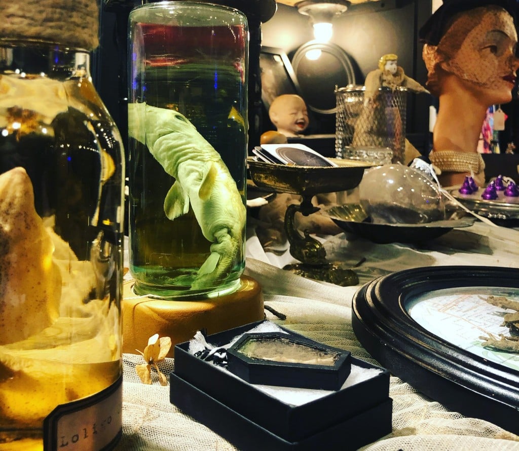 Wet Specimens And Oddities By Resident Artist Simone Smith, Darkwood House Gallery