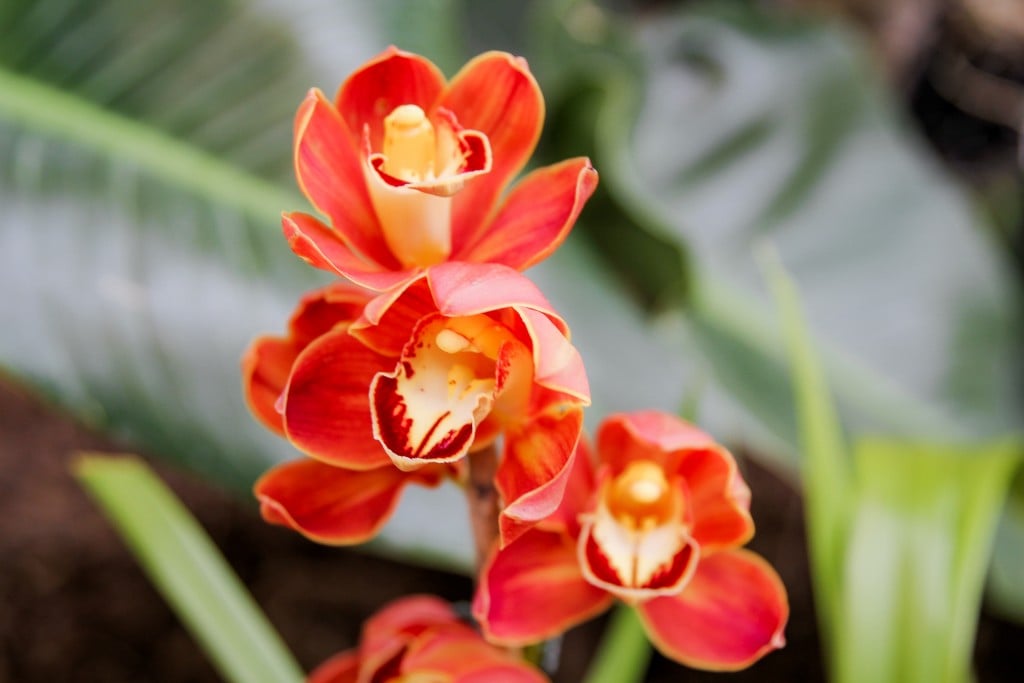Cymbidium orchid delirium powell gardens